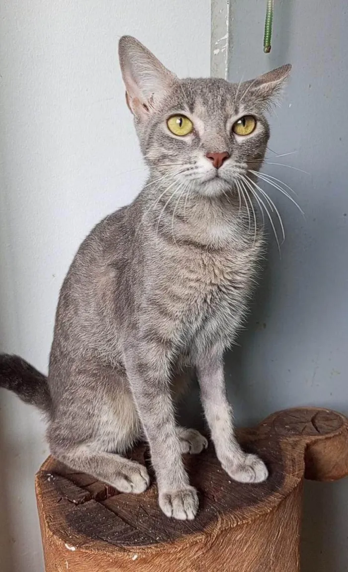 Gato ra a SRD-ViraLata idade 7 a 11 meses nome BRISA