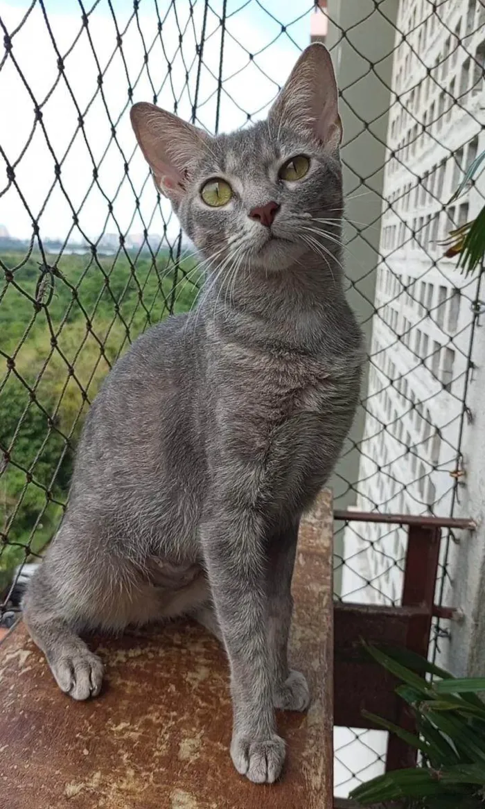 Gato ra a SRD-ViraLata idade 7 a 11 meses nome BRISA