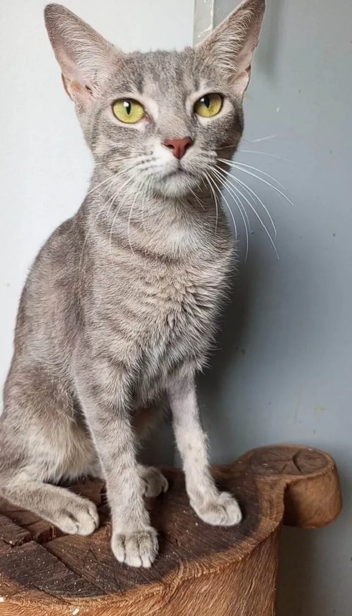 Gato ra a SRD-ViraLata idade 7 a 11 meses nome BRISA