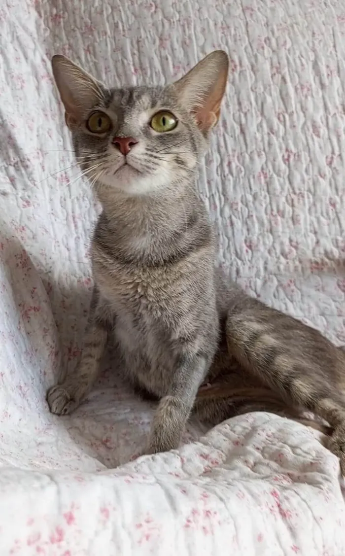 Gato ra a SRD-ViraLata idade 7 a 11 meses nome BRISA