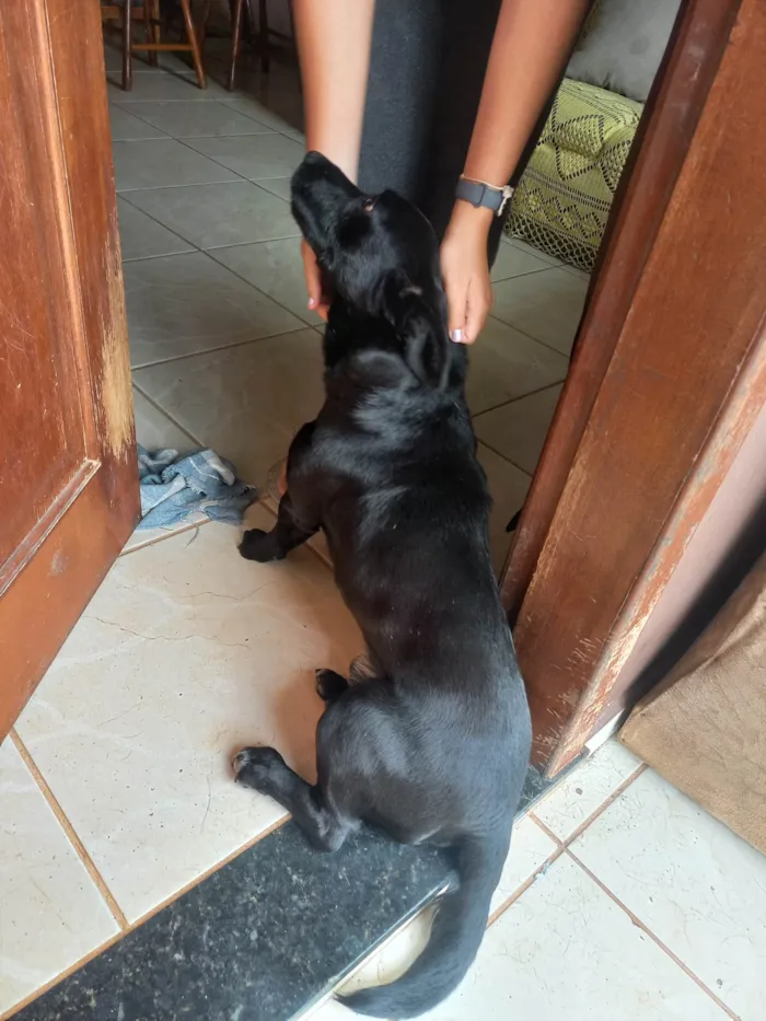Cachorro ra a SRD-ViraLata idade 2 anos nome LUP