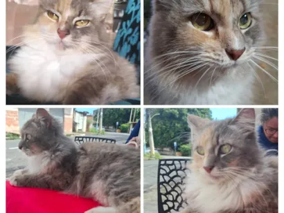 Gato raça Exótico idade 6 ou mais anos nome CECI