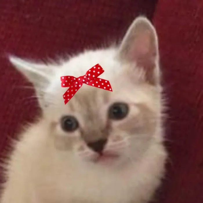 Gato ra a SRD-ViraLata idade 2 a 6 meses nome Mia