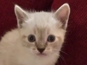 Gato raça SRD-ViraLata idade 2 a 6 meses nome Pingo 