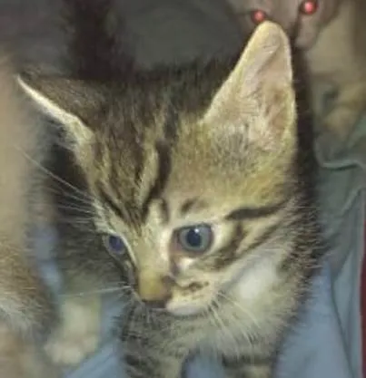 Gato ra a SRD-ViraLata idade 2 a 6 meses nome Tico