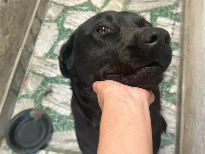 Cachorro ra a SRD-ViraLata idade 1 ano nome Ravena