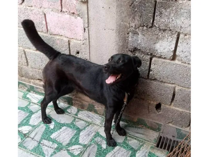 Cachorro ra a SRD-ViraLata idade 1 ano nome Ravena