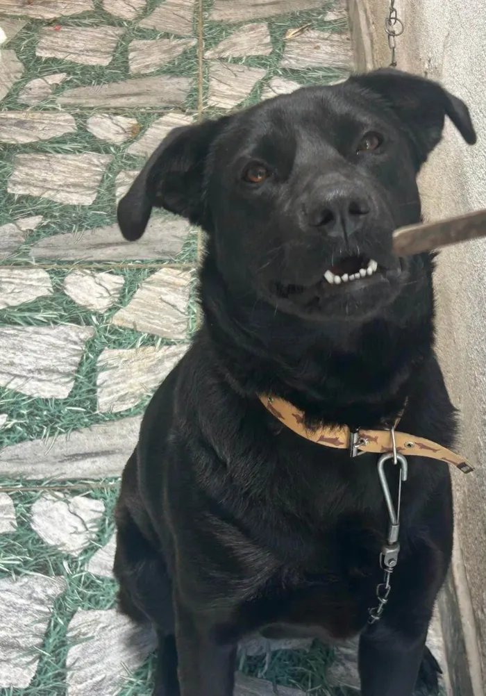 Cachorro ra a SRD-ViraLata idade 1 ano nome Ravena