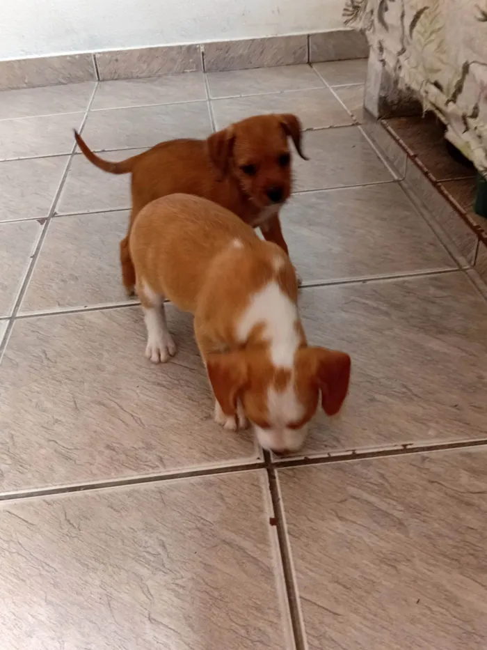 Cachorro ra a SRD-ViraLata idade Abaixo de 2 meses nome Sem nomes