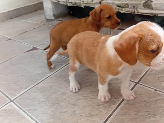 Cachorro ra a SRD-ViraLata idade Abaixo de 2 meses nome Sem nomes