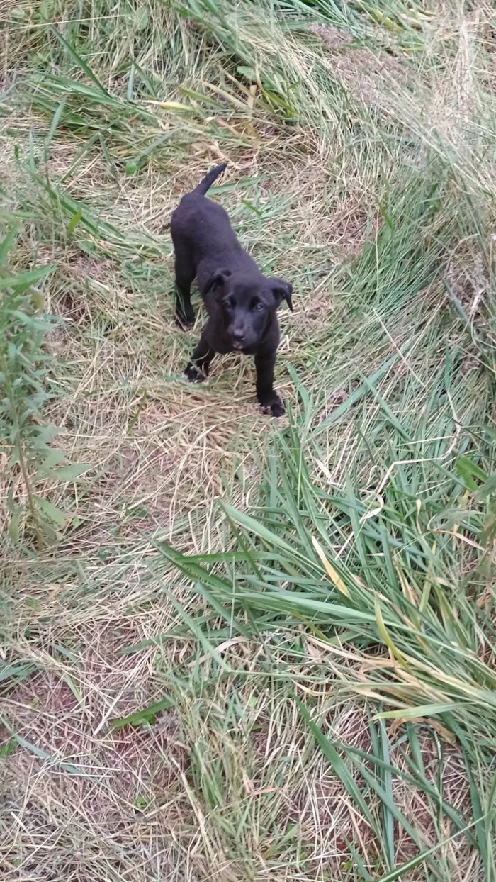 Cachorro ra a SRD-ViraLata idade 2 a 6 meses nome Não tem nome