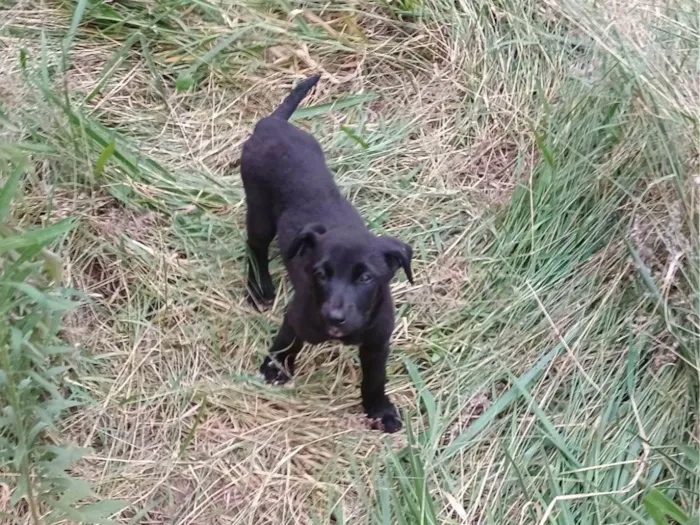 Cachorro ra a SRD-ViraLata idade 2 a 6 meses nome Não tem nome