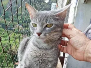 Gato raça SRD-ViraLata idade 7 a 11 meses nome BRISA