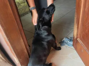 Cachorro raça SRD-ViraLata idade 2 anos nome LUP