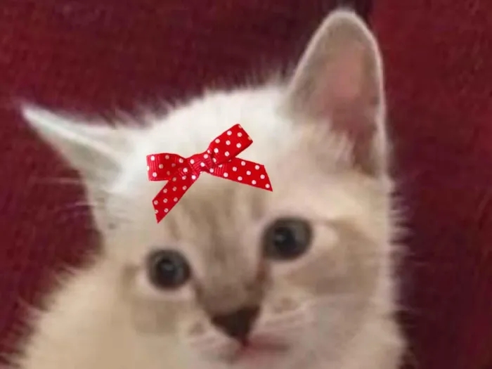 Gato ra a SRD-ViraLata idade 2 a 6 meses nome Mia