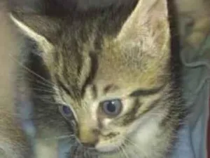 Gato raça SRD-ViraLata idade 2 a 6 meses nome Tico 