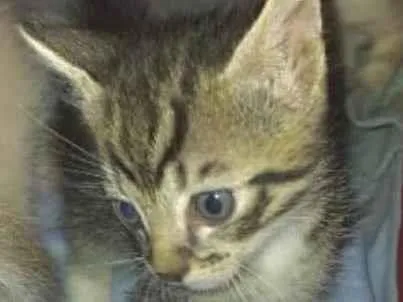 Gato ra a SRD-ViraLata idade 2 a 6 meses nome Tico