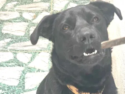 Cachorro raça SRD-ViraLata idade 1 ano nome Ravena