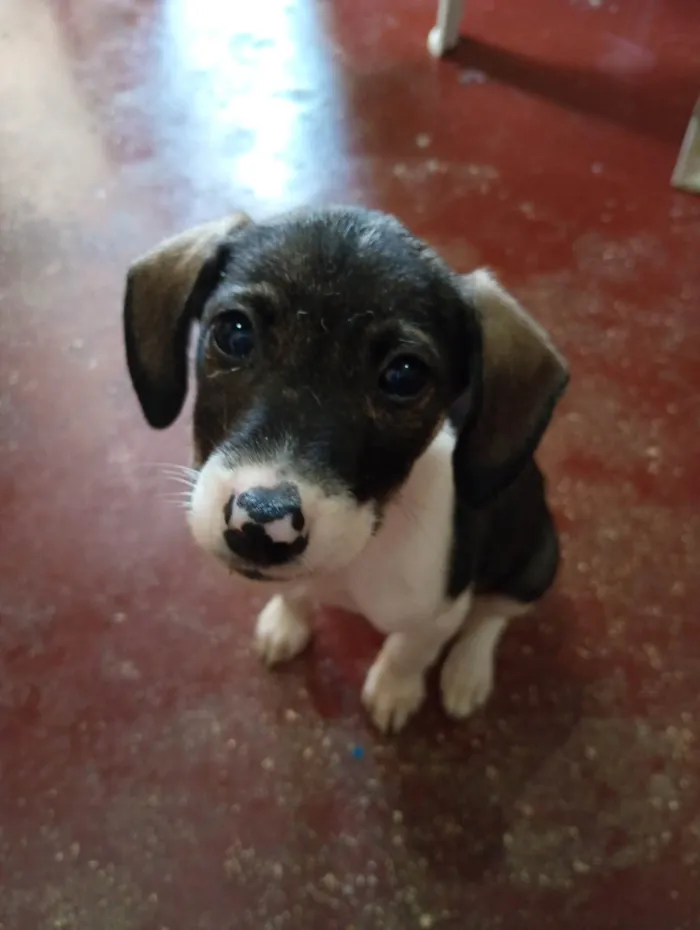 Cachorro ra a SRD-ViraLata idade 2 a 6 meses nome Júnior