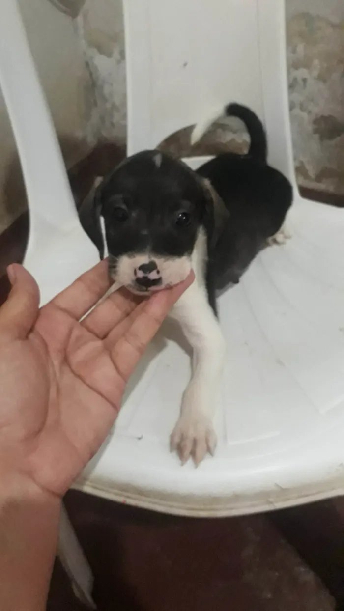 Cachorro ra a SRD-ViraLata idade 2 a 6 meses nome Júnior