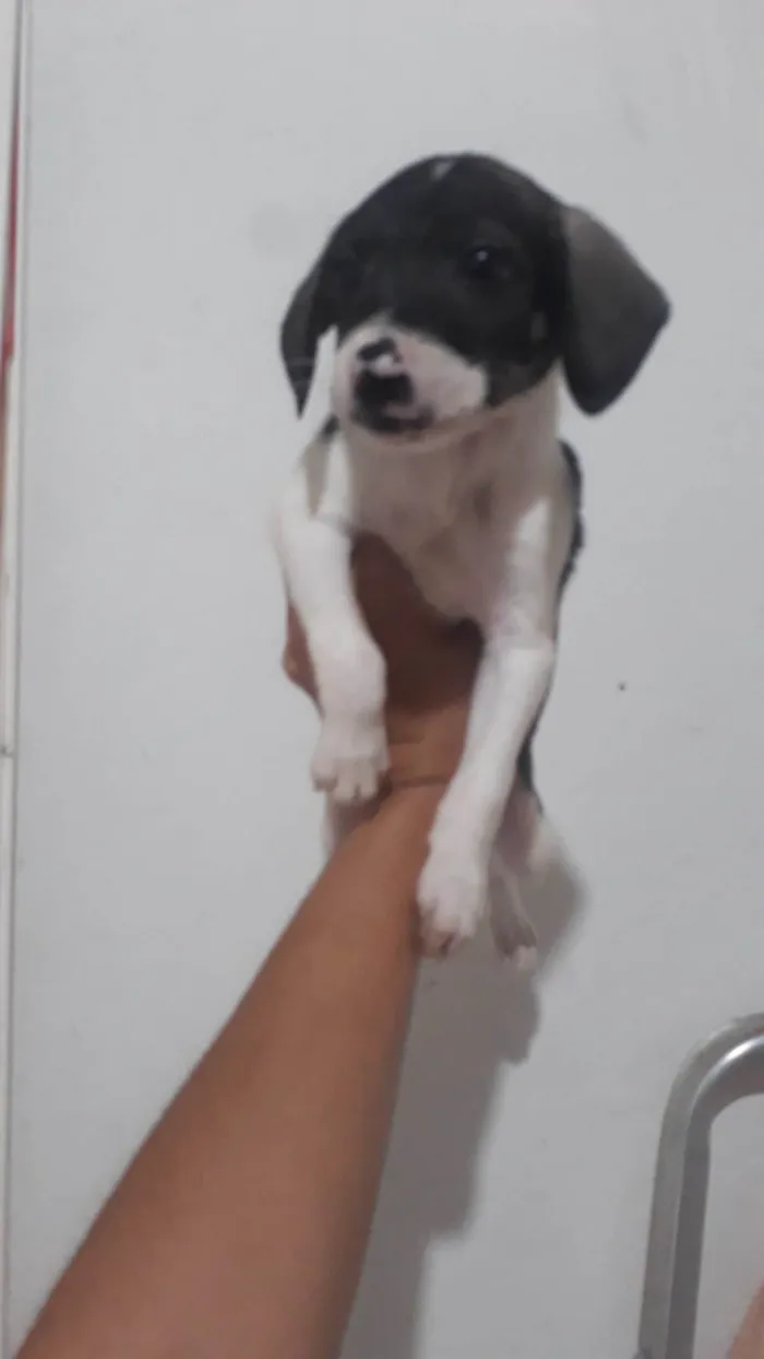 Cachorro ra a SRD-ViraLata idade 2 a 6 meses nome Júnior