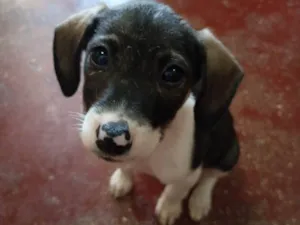 Cachorro raça SRD-ViraLata idade 2 a 6 meses nome Júnior