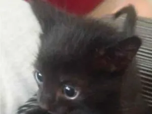 Gato raça SRD-ViraLata idade 2 a 6 meses nome Pietro 