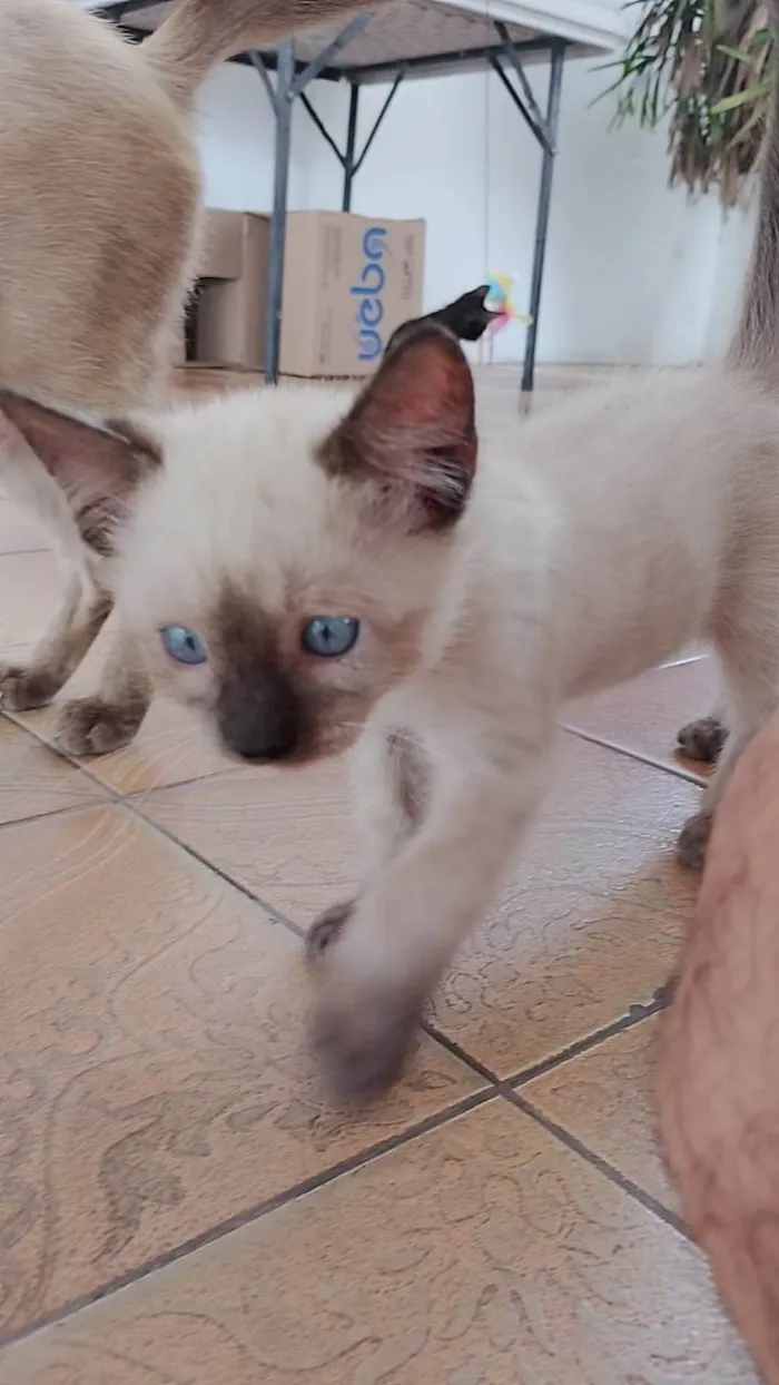 Gato ra a Siamês idade 2 a 6 meses nome Branquinho