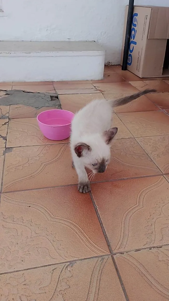 Gato ra a Siamês idade 2 a 6 meses nome Branquinho