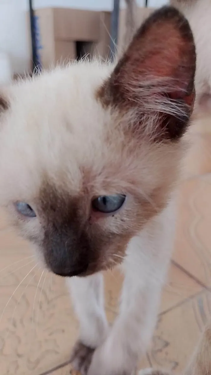 Gato ra a Siamês idade 2 a 6 meses nome Branquinho