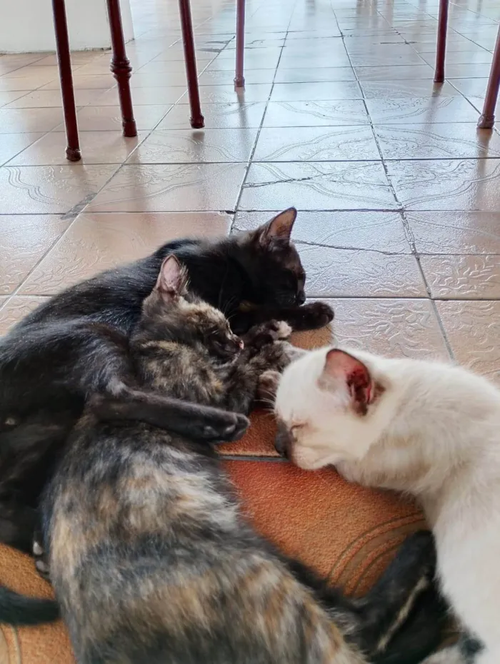 Gato ra a Siamês idade 2 a 6 meses nome Branquinho