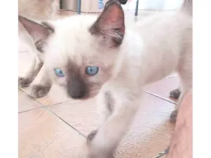 Gato raça Siamês idade 2 a 6 meses nome Branquinho