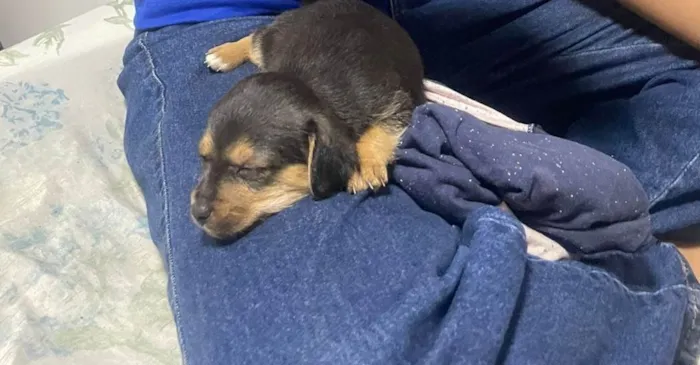 Cachorro ra a Shitzu idade 7 a 11 meses nome Estrela 