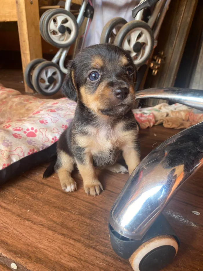 Cachorro ra a Shitzu idade 7 a 11 meses nome Estrela 