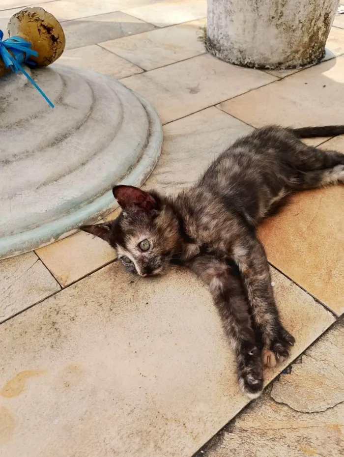 Gato ra a SRD-ViraLata idade 2 a 6 meses nome Koba