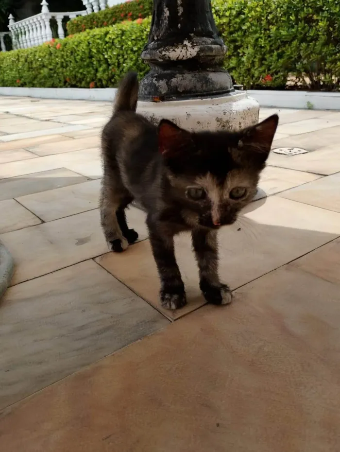 Gato ra a SRD-ViraLata idade 2 a 6 meses nome Koba