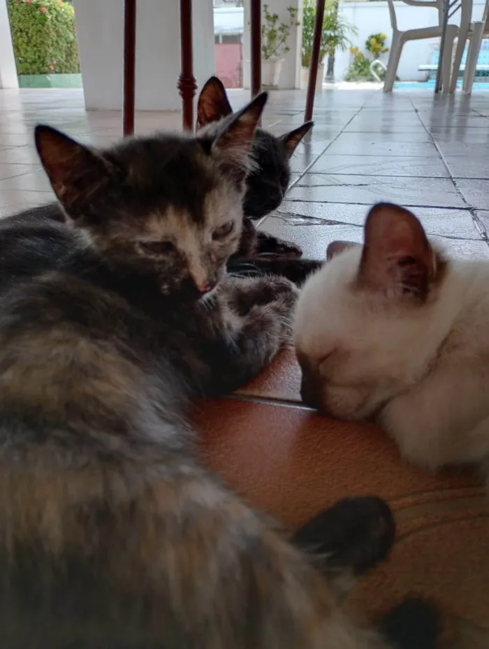 Gato ra a SRD-ViraLata idade 2 a 6 meses nome Koba