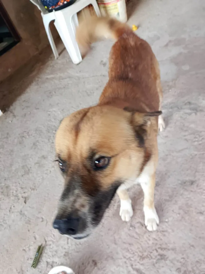 Cachorro raça SRD-ViraLata idade 2 anos nome MIHALK 