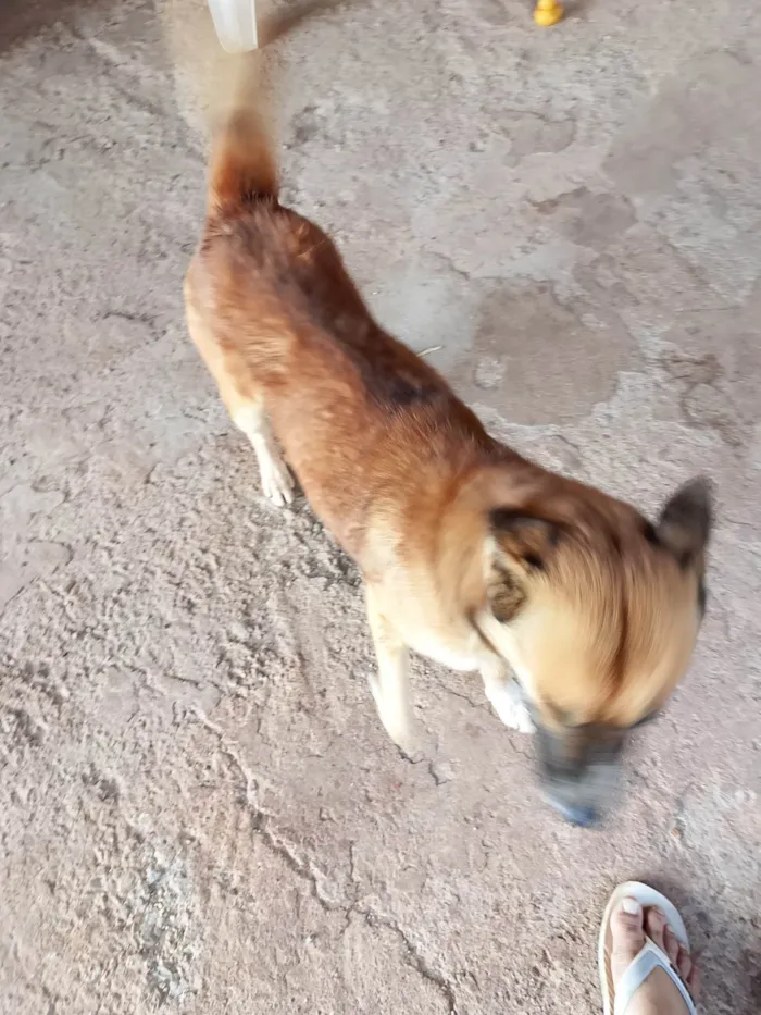 Cachorro raça SRD-ViraLata idade 2 anos nome MIHALK 