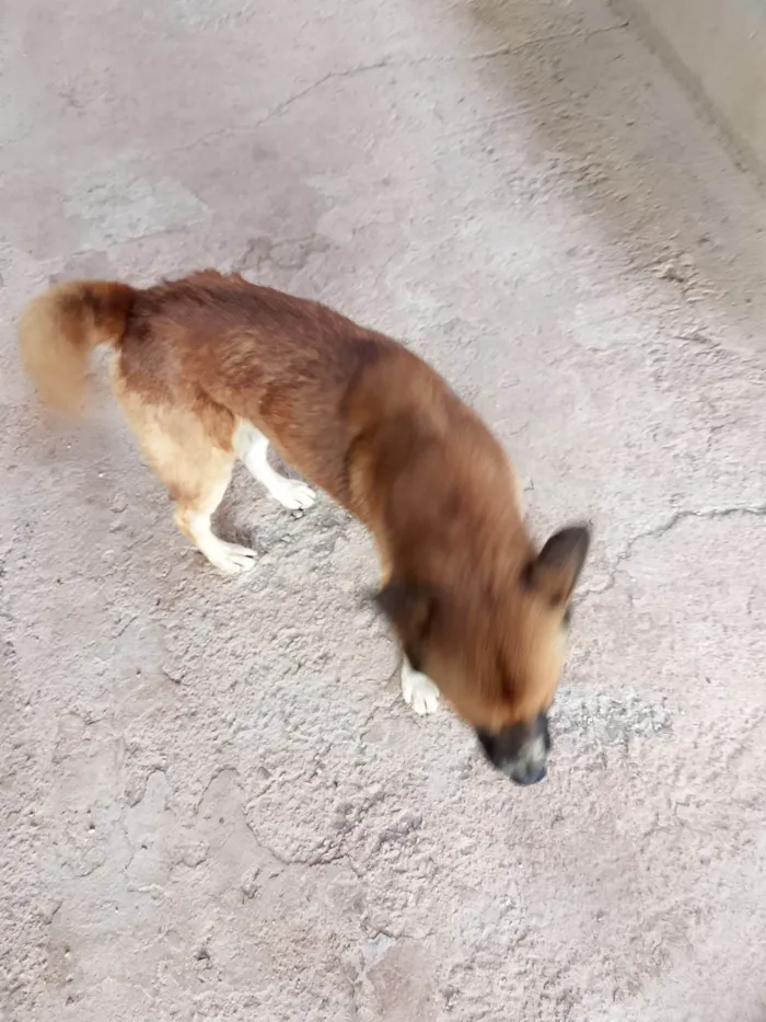 Cachorro raça SRD-ViraLata idade 2 anos nome MIHALK 