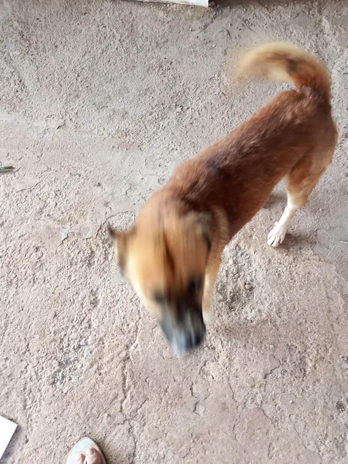 Cachorro raça SRD-ViraLata idade 2 anos nome MIHALK 