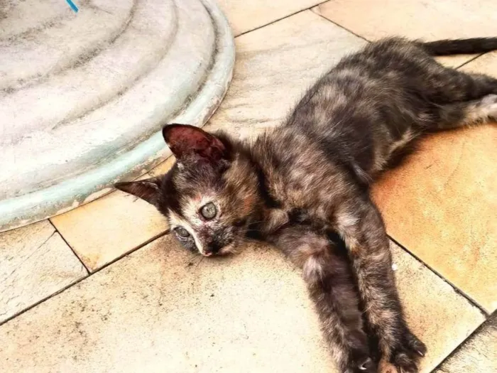 Gato ra a SRD-ViraLata idade 2 a 6 meses nome Koba