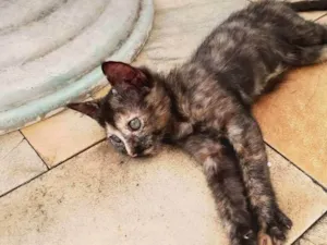 Gato raça SRD-ViraLata idade 2 a 6 meses nome Koba