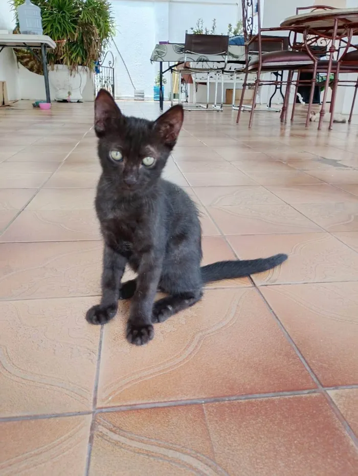 Gato ra a SRD-ViraLata idade 2 a 6 meses nome Tigrão