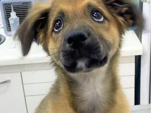 Cachorro raça SRD-ViraLata idade 2 a 6 meses nome Torresminho 