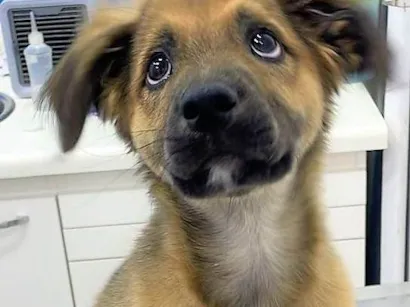 Cachorro raça SRD-ViraLata idade 2 a 6 meses nome Torresminho