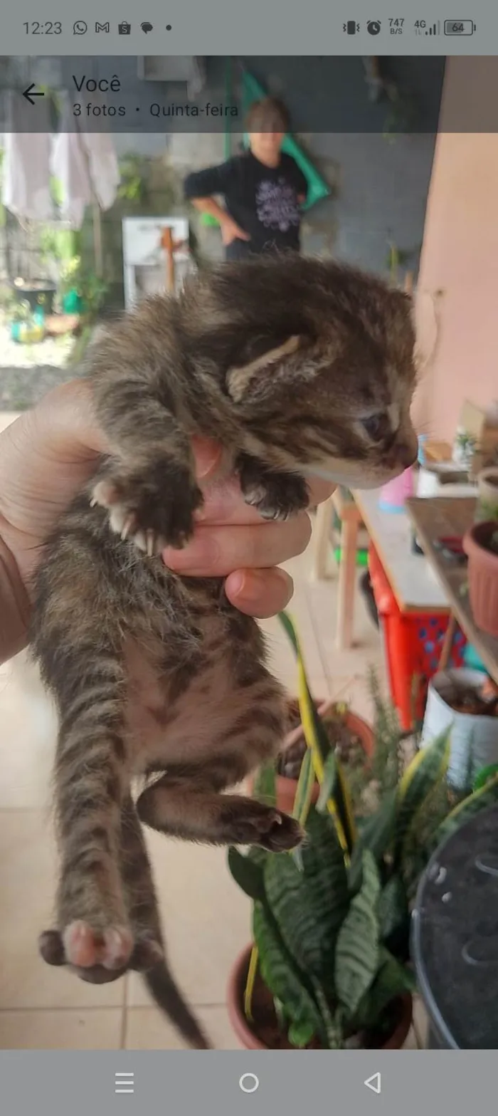 Gato ra a SRD-ViraLata idade 2 a 6 meses nome Sem nomes