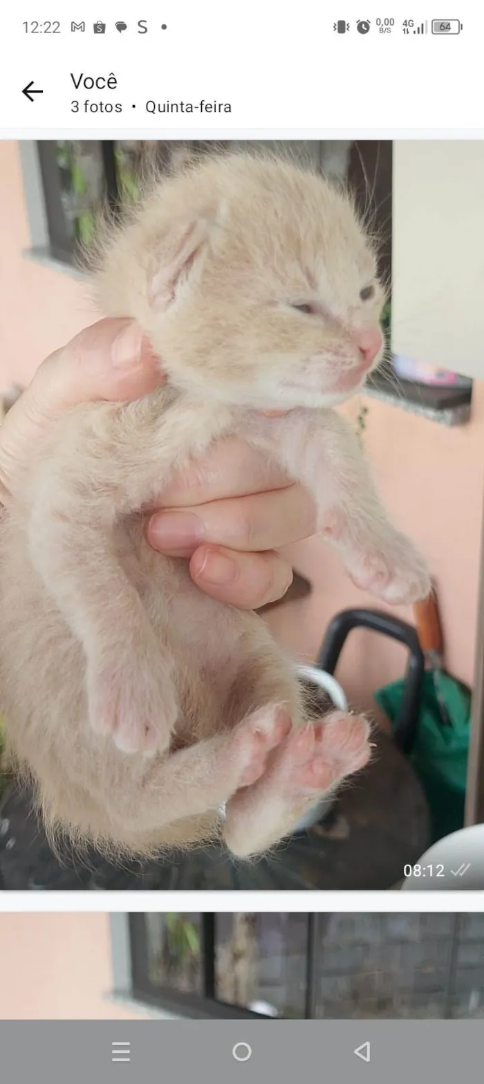 Gato ra a SRD-ViraLata idade 2 a 6 meses nome Sem nomes