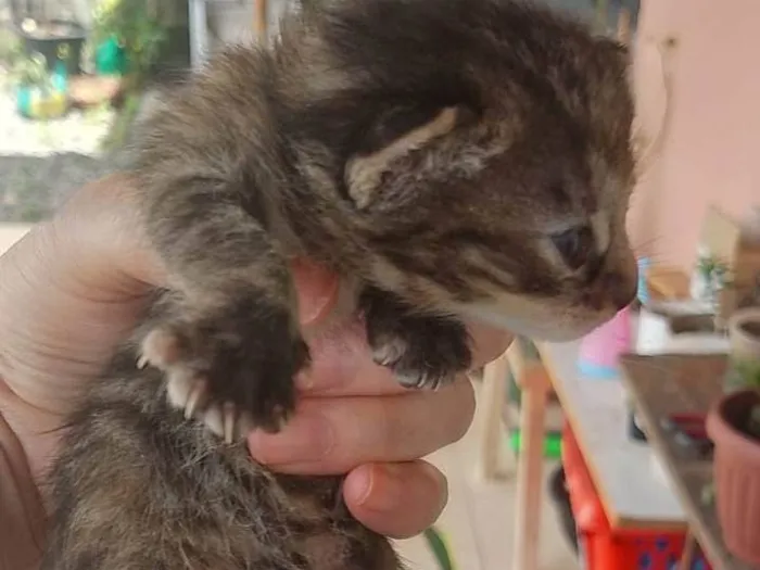 Gato ra a SRD-ViraLata idade 2 a 6 meses nome Sem nomes