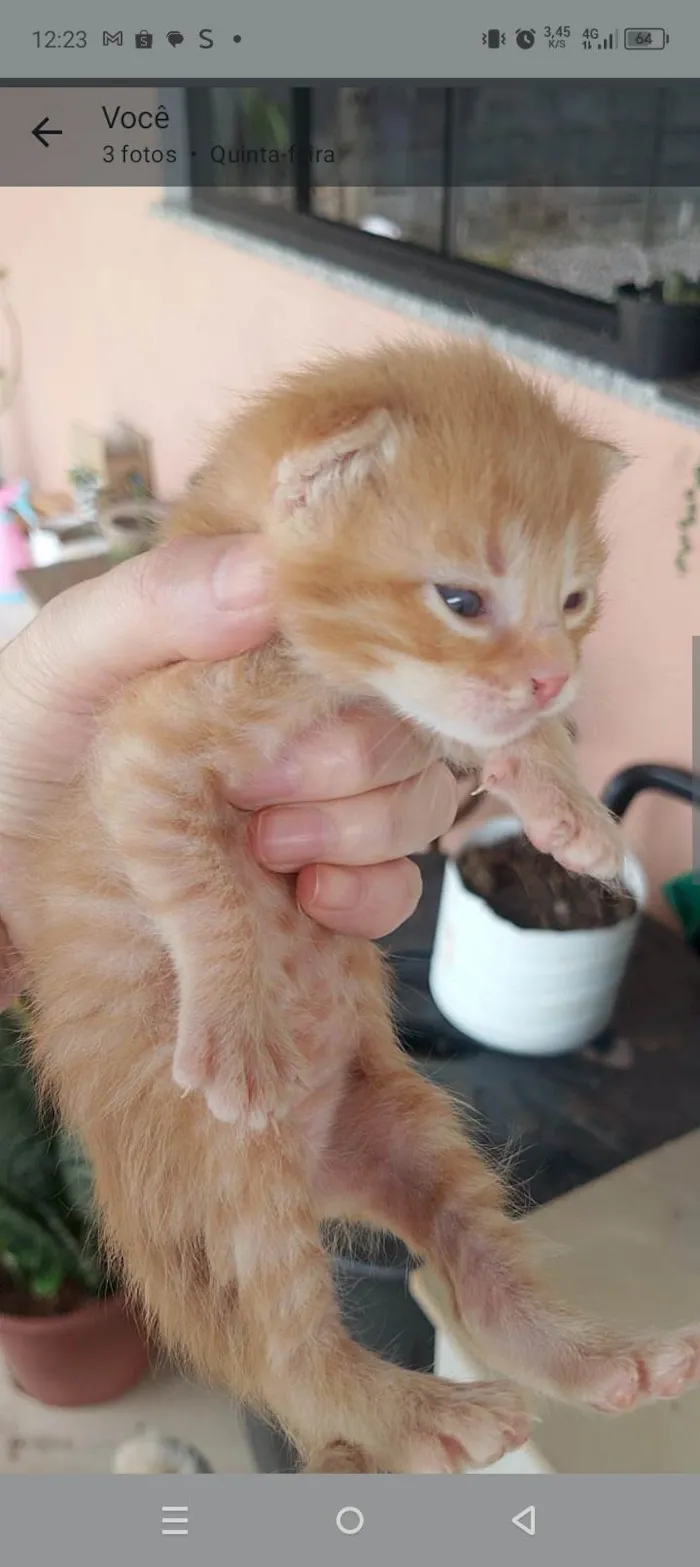 Gato ra a SRD-ViraLata idade 2 a 6 meses nome Sem nome